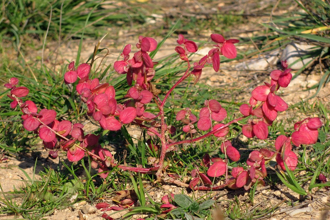 Image of Atriplex aucheri specimen.