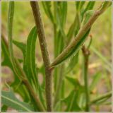 Lactuca tatarica