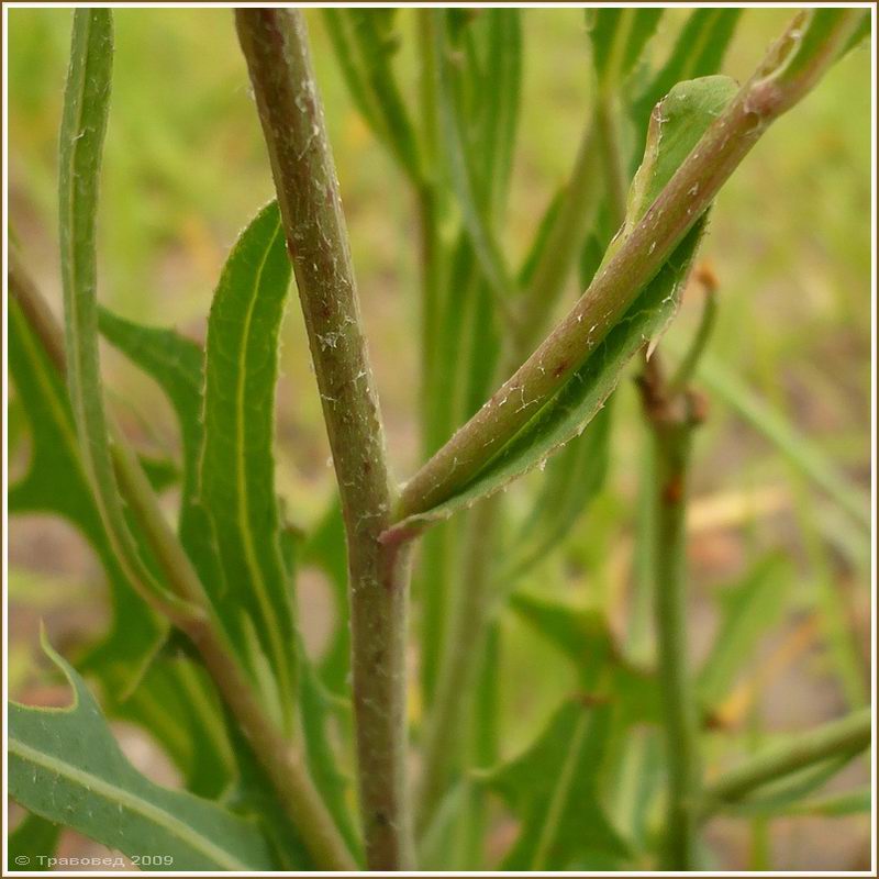 Image of Lactuca tatarica specimen.