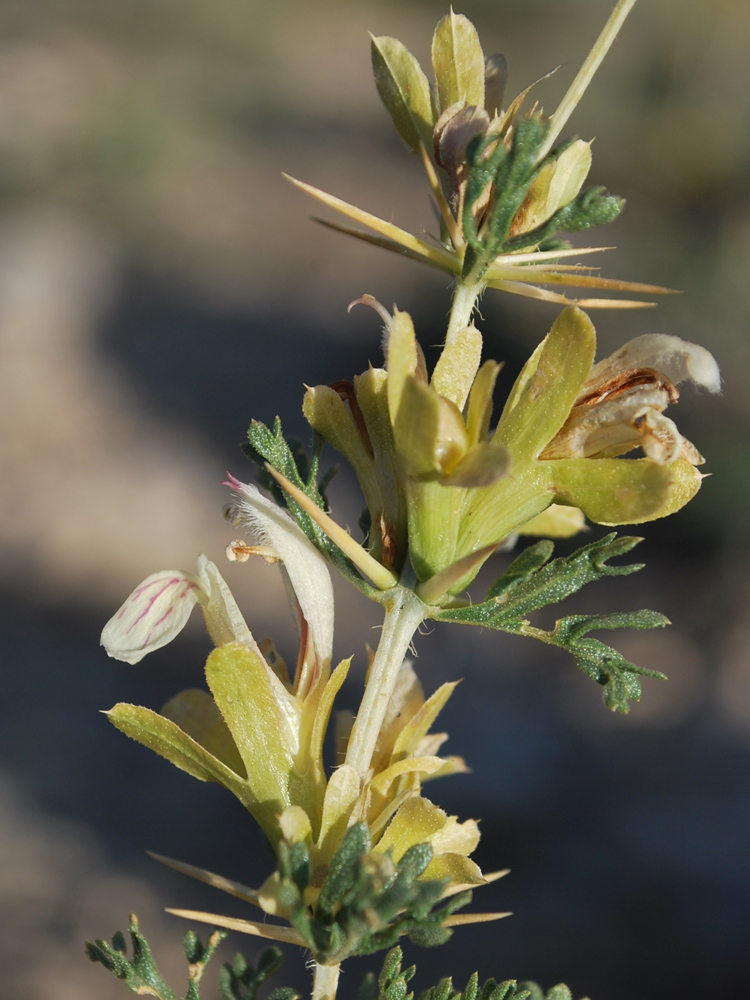 Image of Lagochilus nevskii specimen.