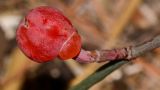 Ephedra aphylla. Зрелая фруктификация. Израиль, Шарон, пос. Кфар Шмариягу, заповедник. 19.11.2013.