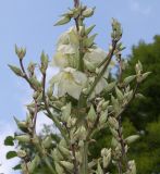 Yucca glauca. Средняя часть соцветия. Германия, г. Дюссельдорф, Ботанический сад университета. 14.08.2013.