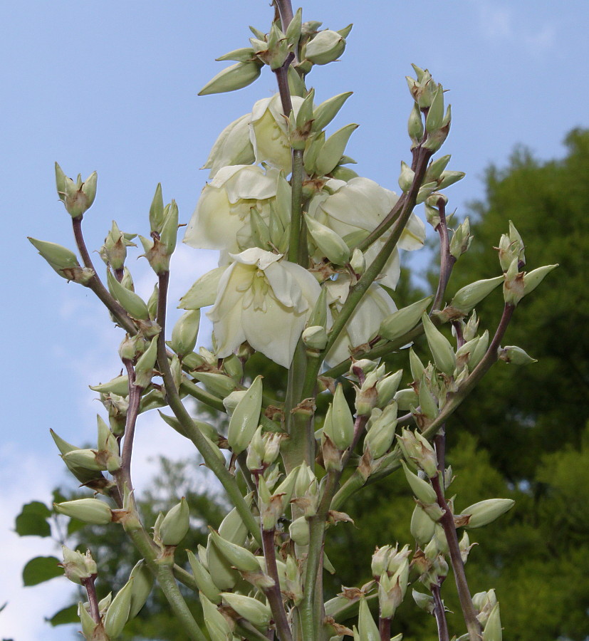 Изображение особи Yucca glauca.