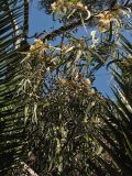 Eucalyptus camaldulensis. Ветви с соцветиями и завязавшимися плодами. Испания, Канарские о-ва, Тенерифе, Пуэрто-де-ла-Крус (Puerto de la Cruz), парк Таоро (Parque Taoro), в культуре. 11 марта 2008 г.