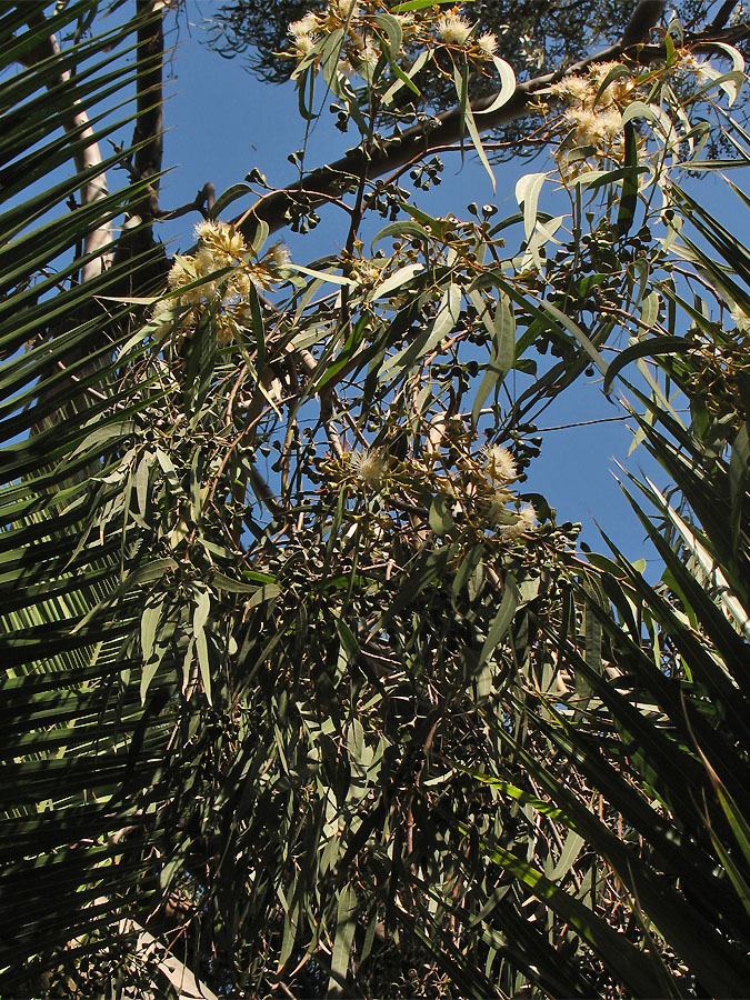 Image of Eucalyptus camaldulensis specimen.