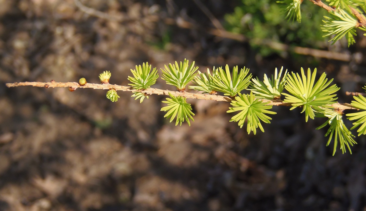 Изображение особи Larix decidua.