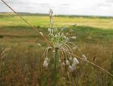 Allium paniculatum