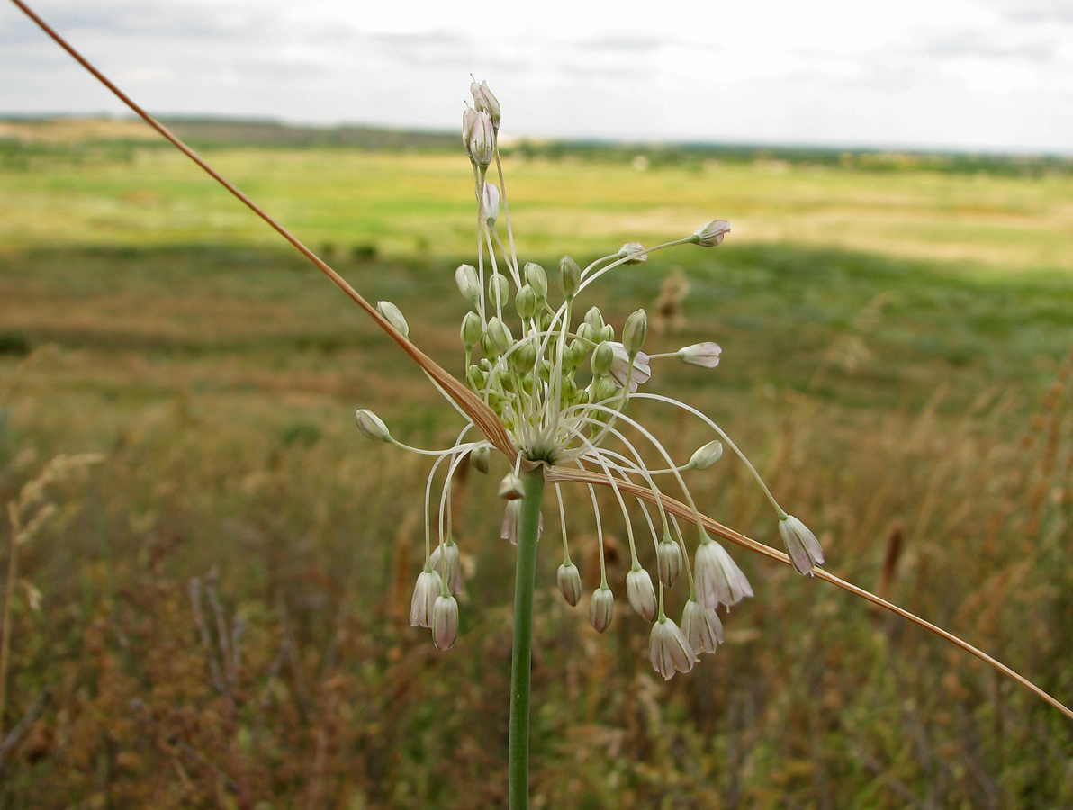 Image of Allium paniculatum specimen.