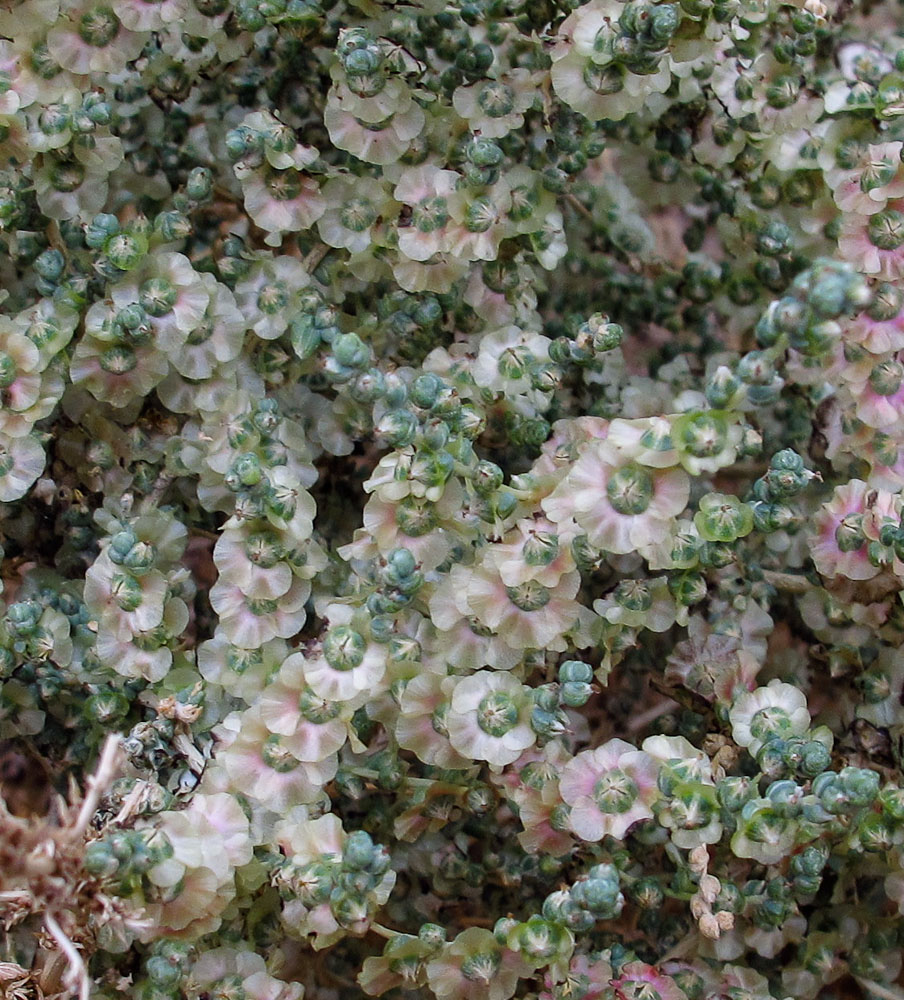 Image of Salsola vermiculata specimen.