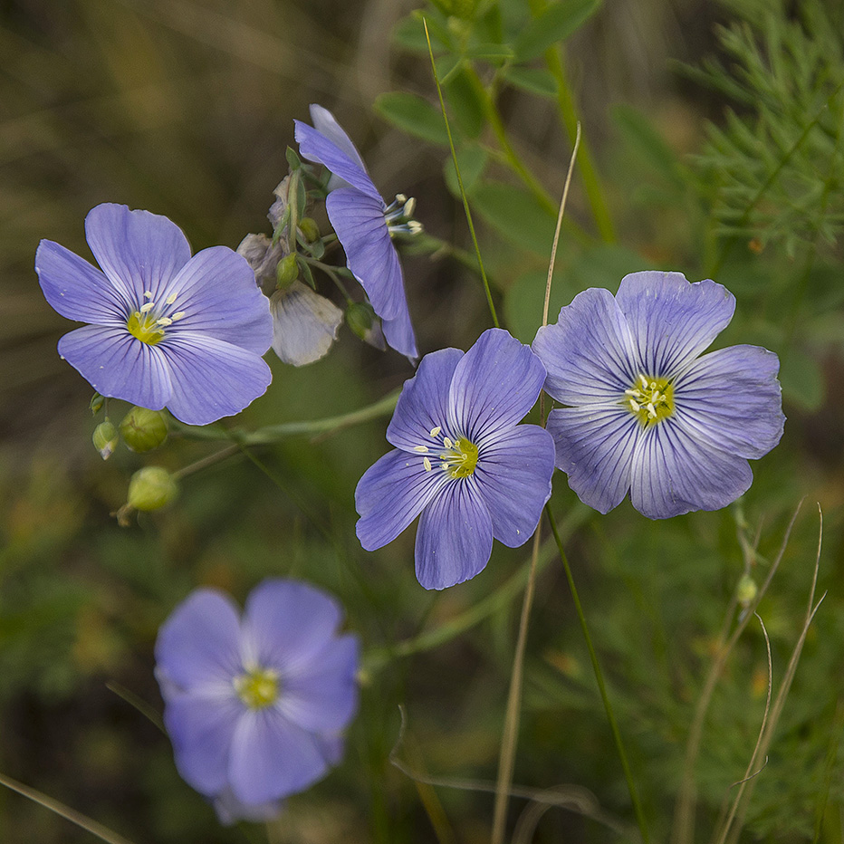 Image of Linum komarovii specimen.