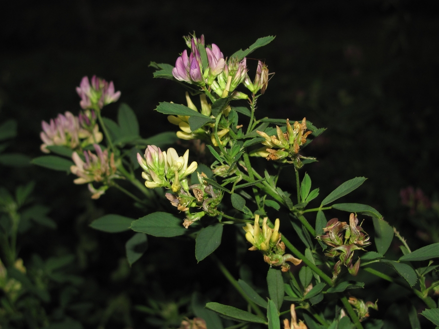Изображение особи Medicago × varia.
