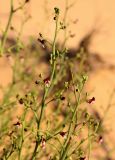 Scrophularia hypericifolia. Часть соцветия. Израиль, у южной окраины Ашдода, пески. 21.03.2014.