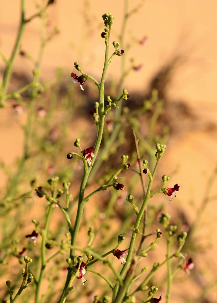 Изображение особи Scrophularia hypericifolia.