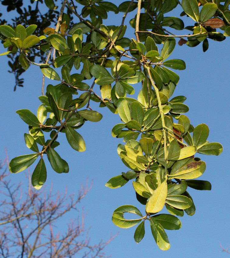 Изображение особи Quercus phillyreoides.