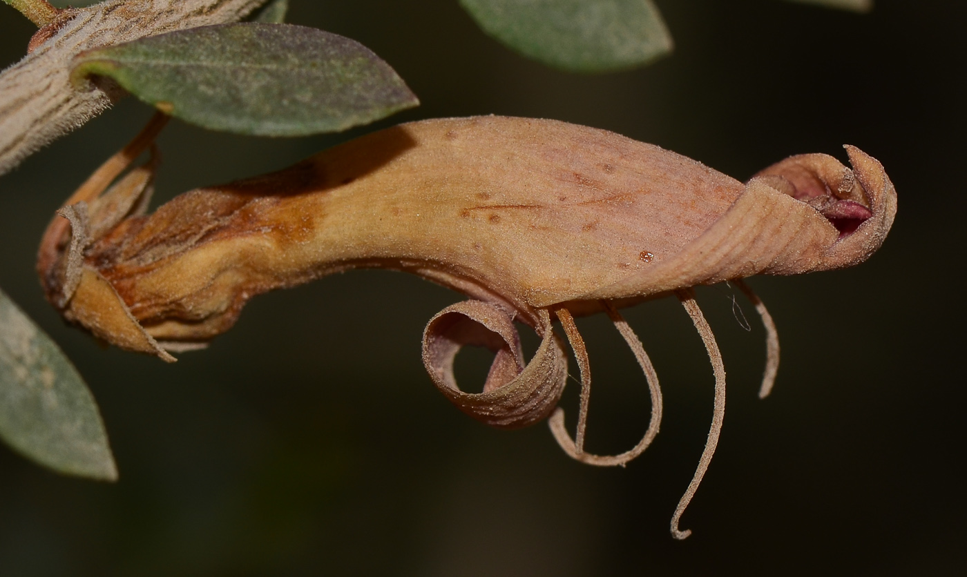 Изображение особи Eremophila laanii.