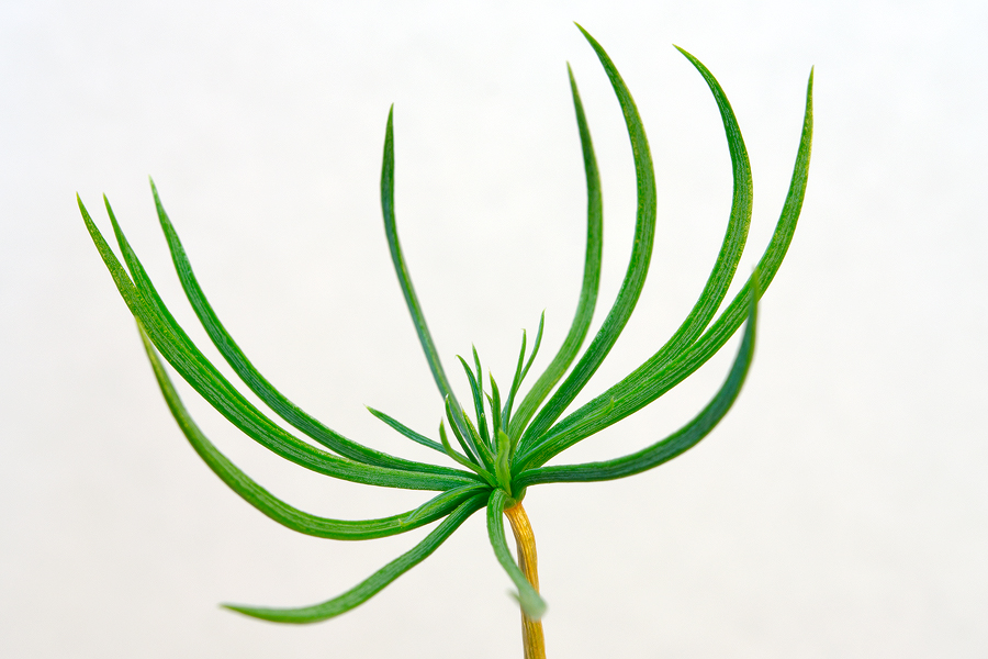 Image of Pinus sibirica specimen.