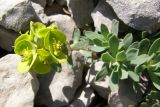 Euphorbia petrophila. Верхушка цветущего растения. Крым, Чатыр-Даг, зап. склон г. Эклизи-Бурун. 23 мая 2009 г.