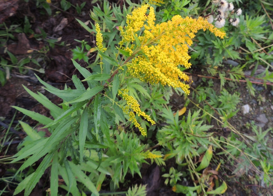 Image of Solidago canadensis specimen.