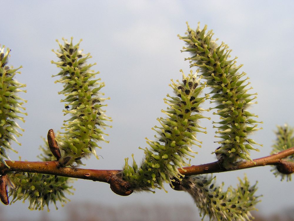 Image of genus Salix specimen.