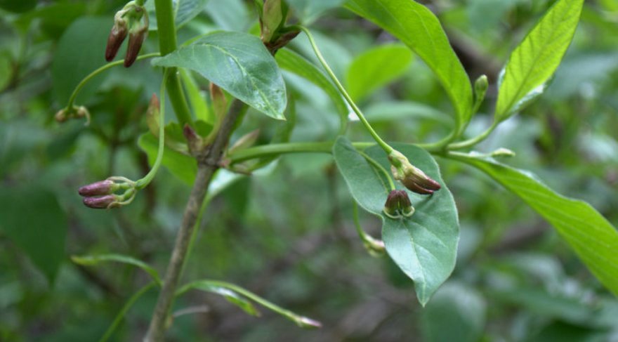 Image of Lonicera alpigena specimen.