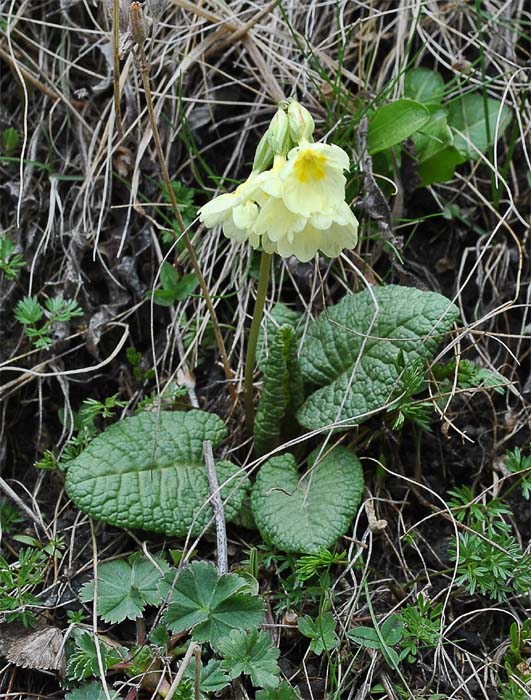 Image of Primula cordifolia specimen.