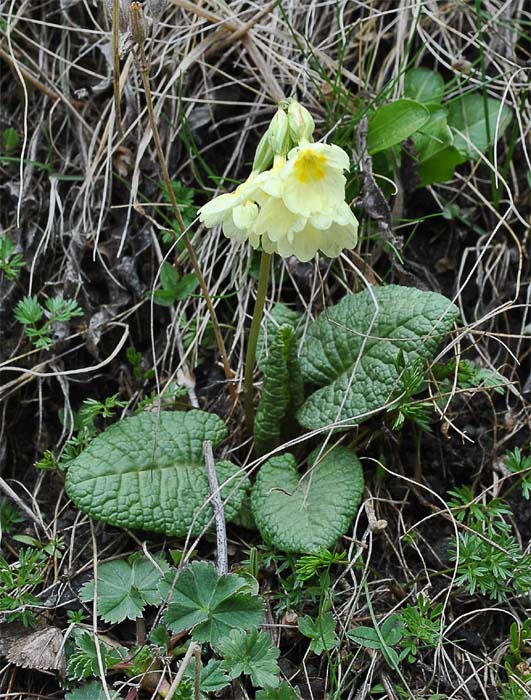 Изображение особи Primula cordifolia.