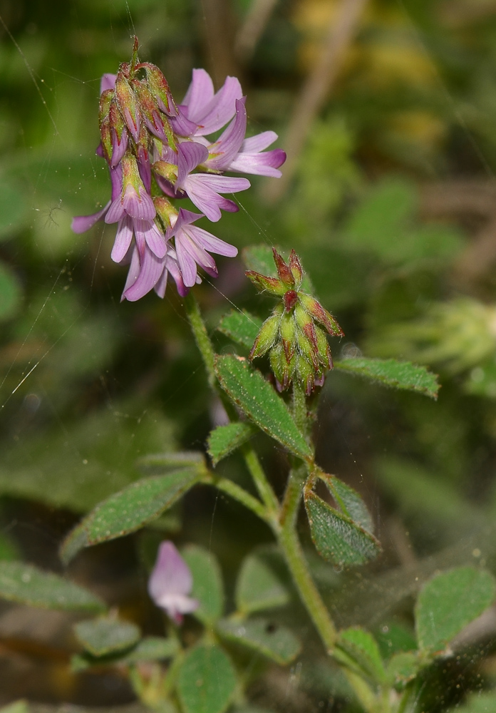 Image of Trigonella lilacina specimen.
