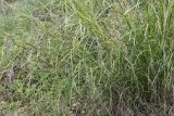 Oloptum thomasii