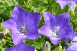 Campanula carpatica