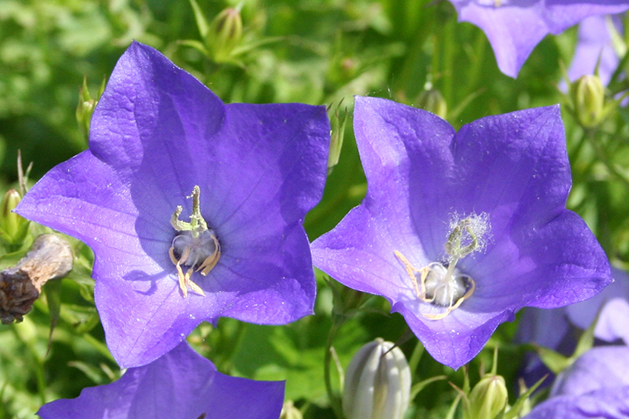 Изображение особи Campanula carpatica.