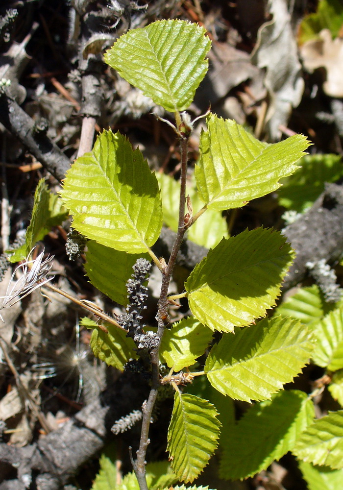 Изображение особи Carpinus orientalis.
