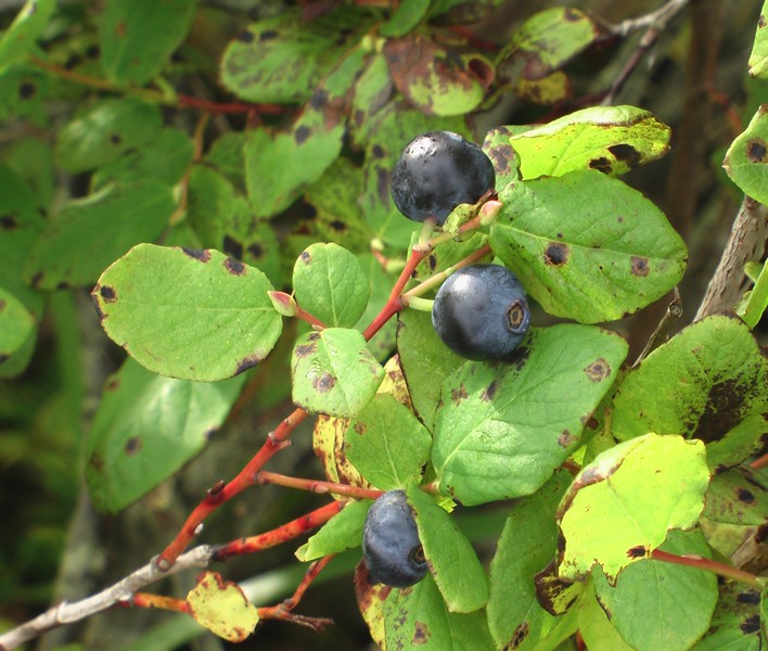 Изображение особи Vaccinium ovalifolium.