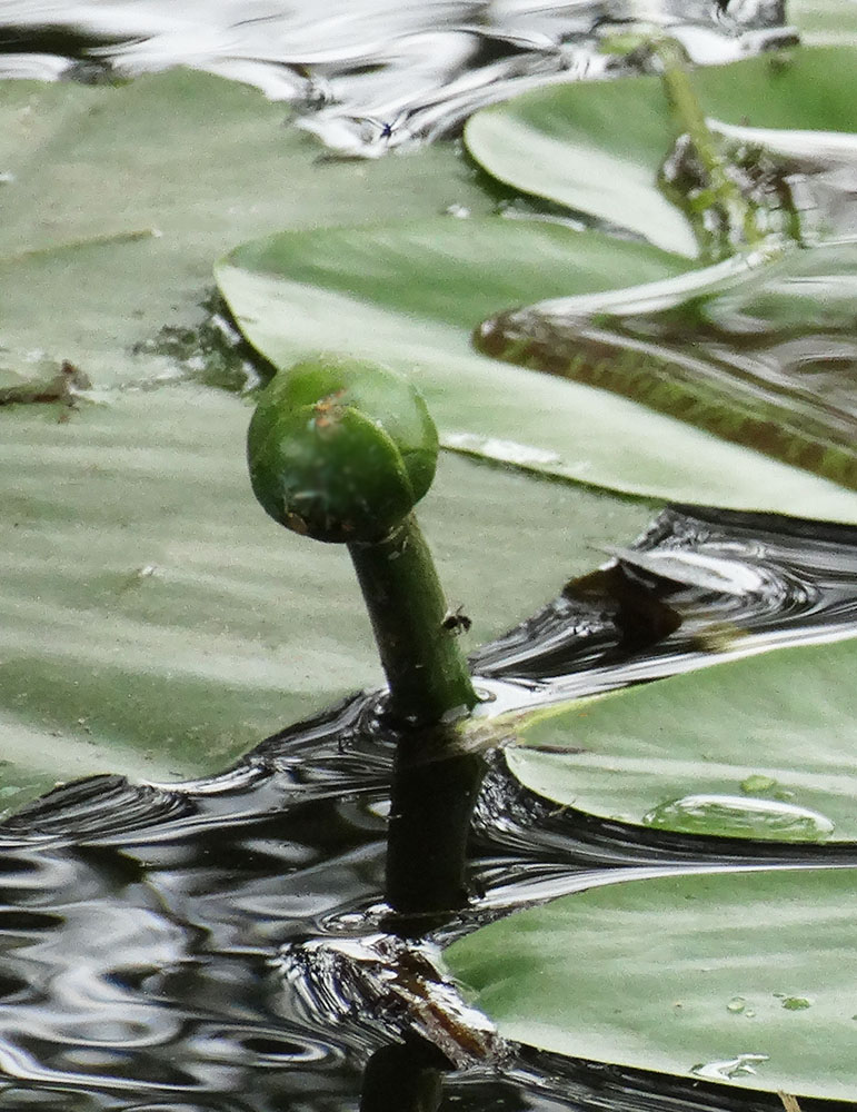 Изображение особи Nuphar lutea.