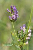 Medicago sativa. Часть побега с пазушным соцветием. Ленинградская обл., Волосовский р-н, обочина дороги. 28.06.2014.