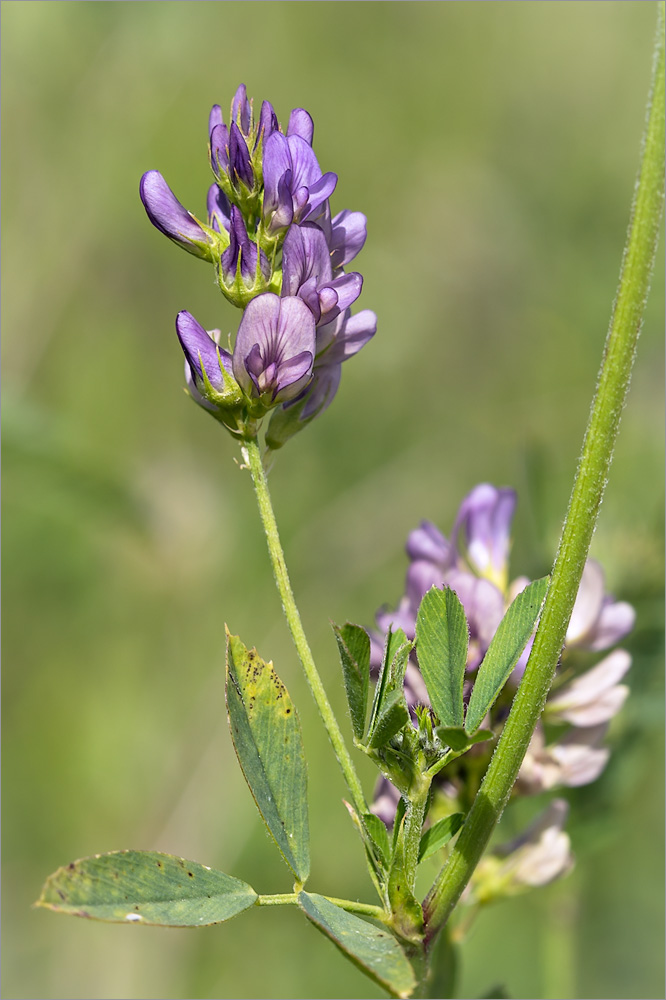 Изображение особи Medicago sativa.