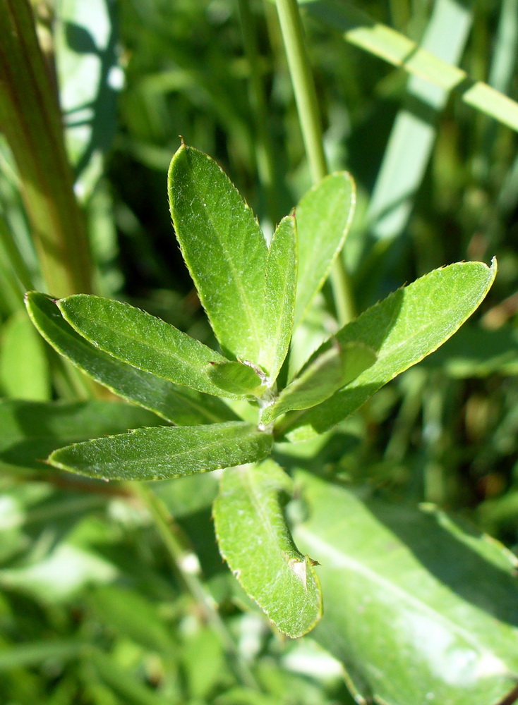 Изображение особи Cirsium setosum.