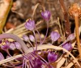 Allium daninianum