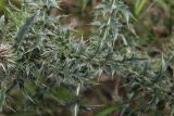 Carduus acanthoides. Часть побега. Молдова, Криулянский р-н, окрестности с. Слободзея-Дужка, пойма р. Днестр. 13.07.2014.