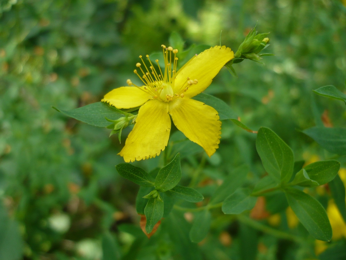 Изображение особи Hypericum perforatum.