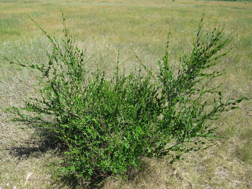 Изображение особи Ulmus pumila.