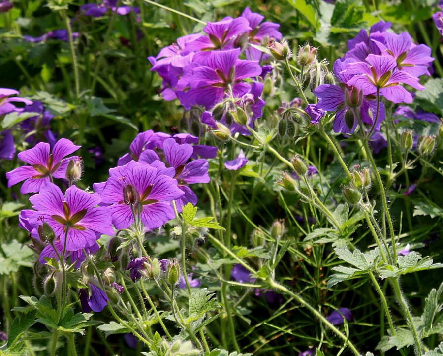 Изображение особи Geranium &times; magnificum.