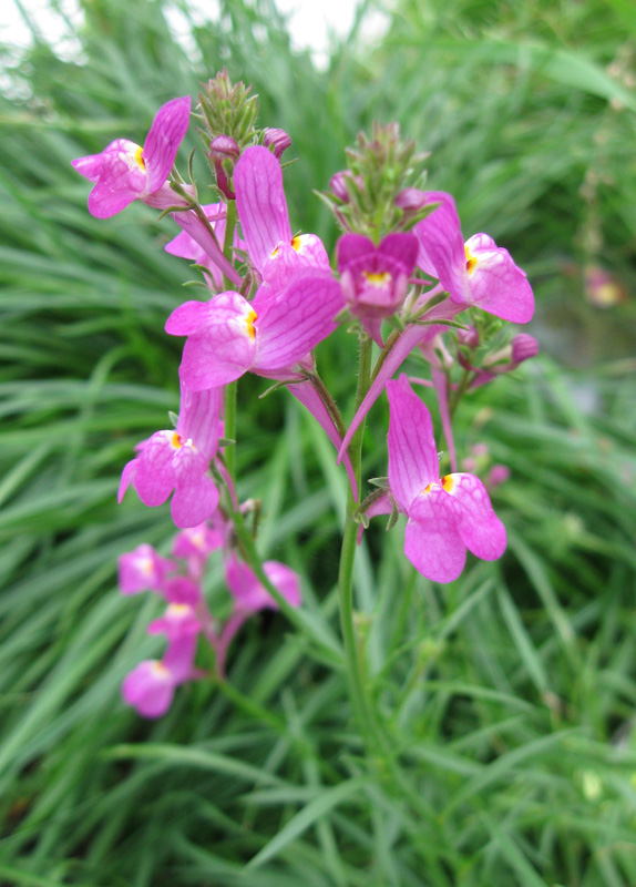 Изображение особи Linaria incarnata.