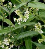 genus Vincetoxicum. Побеги с соцветиями. Германия, г. Дюссельдорф, Ботанический сад университета. 03.06.2014.