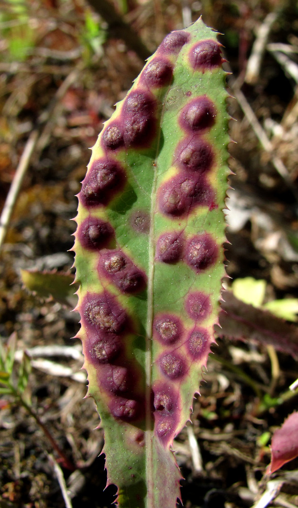 Изображение особи Sonchus arvensis.