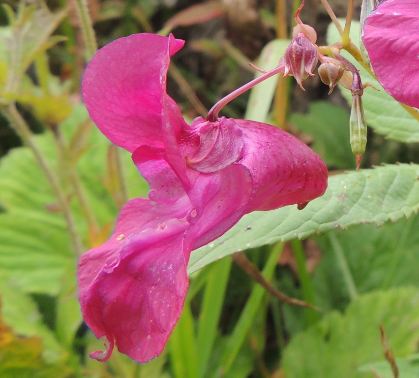 Image of Impatiens glandulifera specimen.