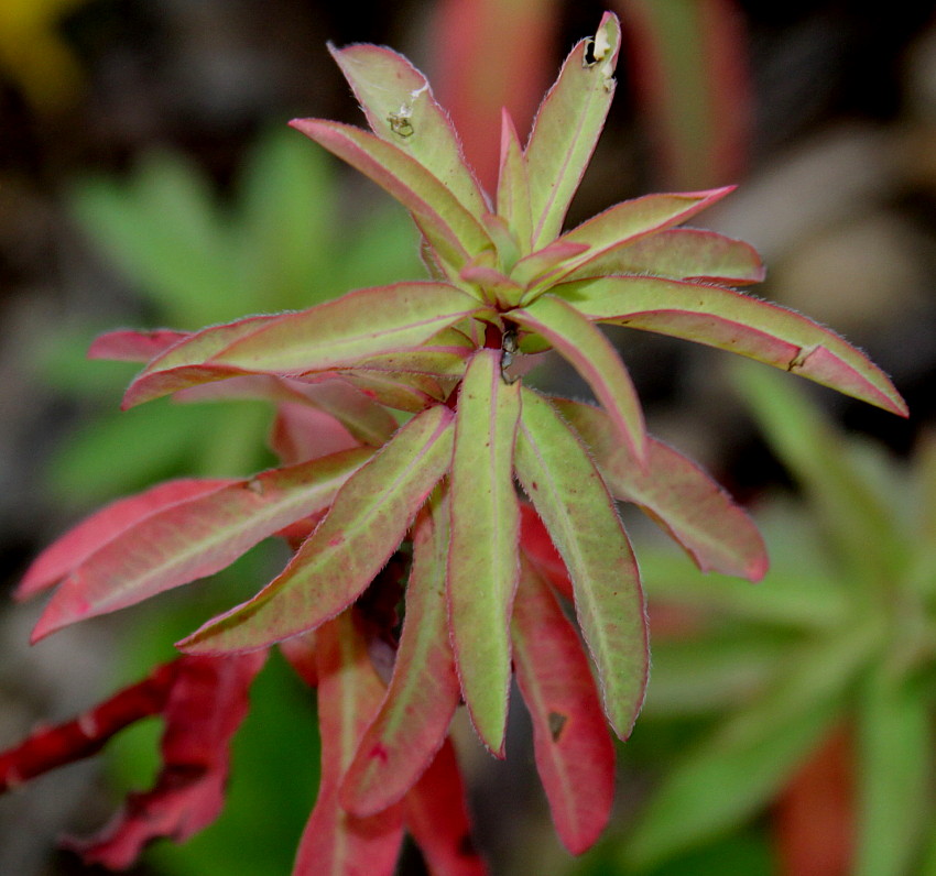Изображение особи род Euphorbia.