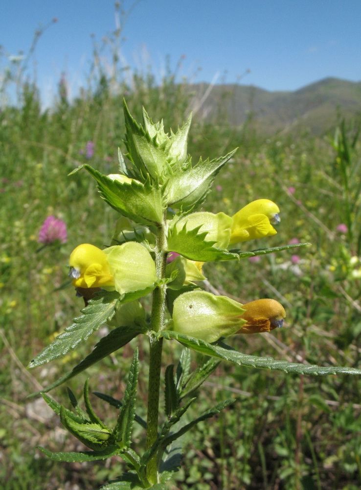 Изображение особи Rhinanthus songaricus.