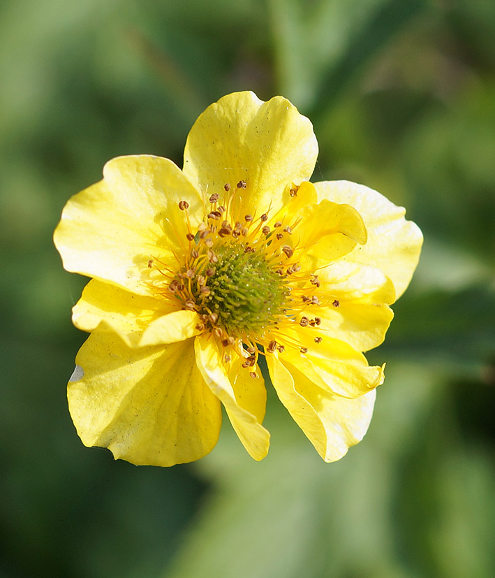 Изображение особи Geum aleppicum.