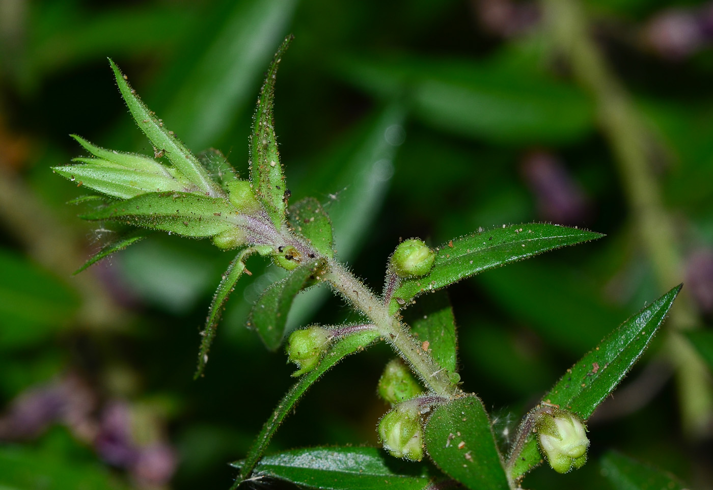 Изображение особи Angelonia angustifolia.