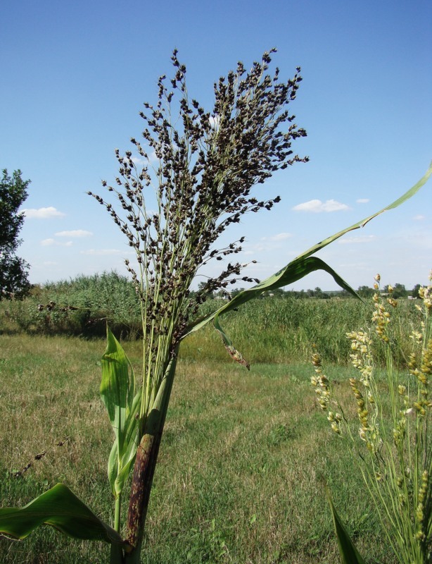 Изображение особи Sorghum saccharatum.